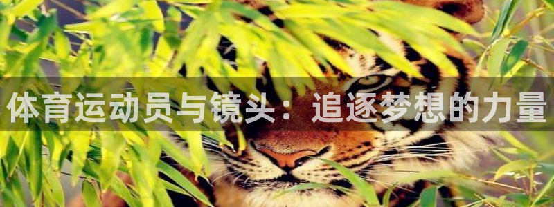 678体育app